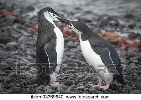 "Chinstrap Penguins (Pygoscelis antarcticus), Hannah Point, Livingston Island, Antarctica" View Large Photo Image Stock Image - "Chinstrap Penguins (Pygoscelis antarcticus), Hannah Point, Livingston Island, Antarctica". Fotosearch