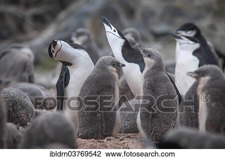 "Chinstrap Penguins (Pygoscelis antarcticus), Hannah Point, Livingston Island, Antarctica" View Large Photo Image Stock Image - "Chinstrap Penguins (Pygoscelis antarcticus), Hannah Point, Livingston Island, Antarctica". Fotosearch