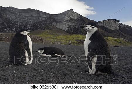"Chinstrap Penguins (Pygoscelis antarctica) in front of glaciers, Baily Head, Deception Island, South Shetland Islands, Antarctic Peninsula, Antarctica" View Large Photo Image Stock Image - "Chinstrap Penguins (Pygoscelis antarctica) in front of glaciers, Baily Head, Deception Island, South Shetland Islands, Antarctic Peninsula, Antarctica". Fotosearch