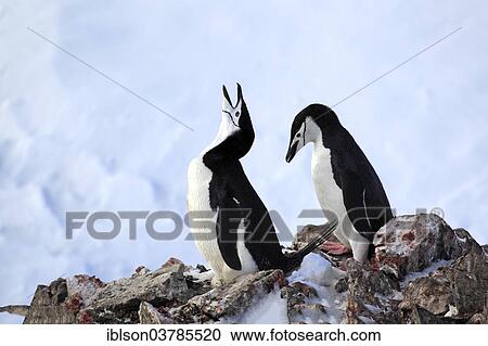 Stock Image - "Chinstrap penguins (Pygoscelis antarctica), pair, courtship, nesting place, Brown Bluff, Antarctica". Fotosearch