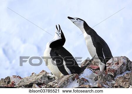 Stock Image - "Chinstrap penguins (Pygoscelis antarctica), pair, courtship, nesting place, Brown Bluff, Antarctica". Fotosearch