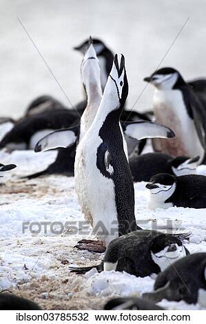 "Chinstrap penguins (Pygoscelis antarctica), pair, courtship, nesting place, Brown Bluff, Antarctica" View Large Photo Image Stock Image - "Chinstrap penguins (Pygoscelis antarctica), pair, courtship, nesting place, Brown Bluff, Antarctica". Fotosearch