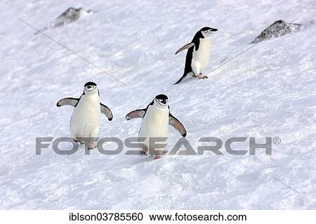 "Chinstrap penguins (Pygoscelis antarctica), adult, spreading wings, Brown Bluff, Antarctica" View Large Photo Image Stock Image - "Chinstrap penguins (Pygoscelis antarctica), adult, spreading wings, Brown Bluff, Antarctica". Fotosearch