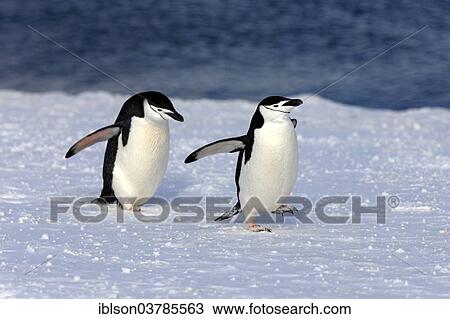 Stock Image - "Chinstrap penguins (Pygoscelis antarctica) pair, Brown Bluff, Antarctica". Fotosearch