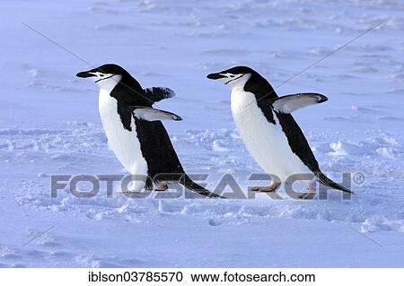 "Chinstrap penguins (Pygoscelis antarctica) pair, Brown Bluff, Antarctica" View Large Photo Image Stock Image - "Chinstrap penguins (Pygoscelis antarctica) pair, Brown Bluff, Antarctica". Fotosearch