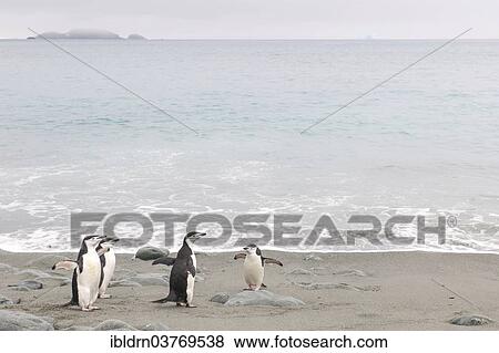 "Chinstrap Penguins (Pygoscelis antarcticus), Base Orcadas or Orcadas Antarctic Station, South Orkney Islands, Antarctica" View Large Photo Image Stock Photo - "Chinstrap Penguins (Pygoscelis antarcticus), Base Orcadas or Orcadas Antarctic Station, South Orkney Islands, Antarctica". Fotosearch