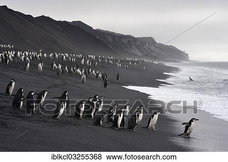 "Chinstrap Penguins (Pygoscelis antarctica) on a lava beach, on the way to the sea, Baily Head, Deception Island, South Shetland Islands, Antarctic Peninsula, Antarctica" View Large Photo Image Stock Photo - "Chinstrap Penguins (Pygoscelis antarctica) on a lava beach, on the way to the sea, Baily Head, Deception Island, South Shetland Islands, Antarctic Peninsula, Antarctica". Fotosearch