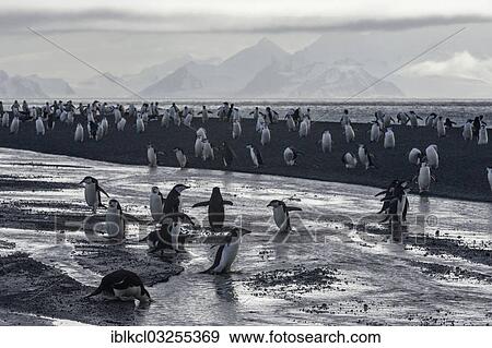 "Chinstrap Penguins (Pygoscelis antarctica), crossing a stream, Baily Head, Deception Island, South Shetland Islands, Antarctic Peninsula, Antarctica" View Large Photo Image Stock Photo - "Chinstrap Penguins (Pygoscelis antarctica), crossing a stream, Baily Head, Deception Island, South Shetland Islands, Antarctic Peninsula, Antarctica". Fotosearch