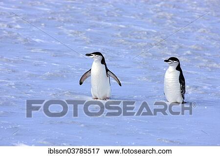 "Chinstrap penguins (Pygoscelis antarctica) pair, Brown Bluff, Antarctica" View Large Photo Image Stock Photo - "Chinstrap penguins (Pygoscelis antarctica) pair, Brown Bluff, Antarctica". Fotosearch