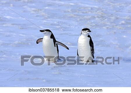 "Chinstrap penguins (Pygoscelis antarctica) pair, Brown Bluff, Antarctica" View Large Photo Image Stock Photo - "Chinstrap penguins (Pygoscelis antarctica) pair, Brown Bluff, Antarctica". Fotosearch