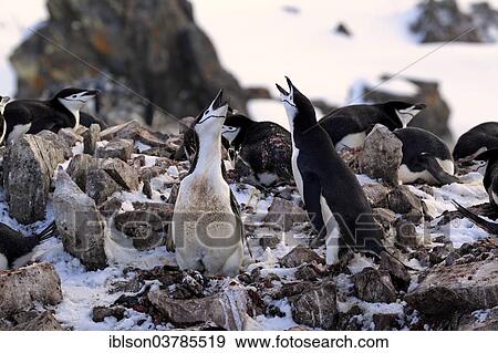 "Chinstrap penguins (Pygoscelis antarctica), couple, courtship, nesting place, Brown Bluff, Antarctica" View Large Photo Image Stock Photo - "Chinstrap penguins (Pygoscelis antarctica), couple, courtship, nesting place, Brown Bluff, Antarctica". Fotosearch