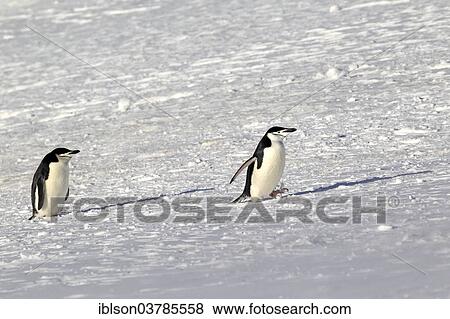 "Chinstrap penguins (Pygoscelis antarctica) pair, Brown Bluff, Antarctica" View Large Photo Image Stock Photo - "Chinstrap penguins (Pygoscelis antarctica) pair, Brown Bluff, Antarctica". Fotosearch