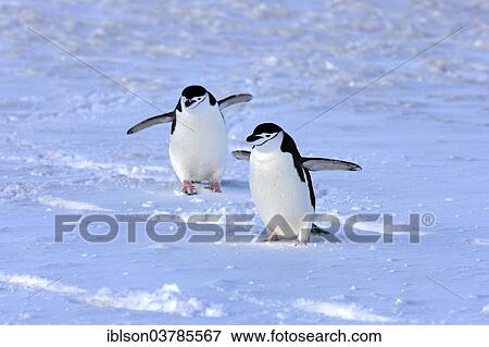 "Chinstrap penguins (Pygoscelis antarctica) pair, Brown Bluff, Antarctica" View Large Photo Image Stock Photo - "Chinstrap penguins (Pygoscelis antarctica) pair, Brown Bluff, Antarctica". Fotosearch