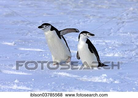 "Chinstrap penguins (Pygoscelis antarctica) pair, Brown Bluff, Antarctica" View Large Photo Image Stock Photo - "Chinstrap penguins (Pygoscelis antarctica) pair, Brown Bluff, Antarctica". Fotosearch
