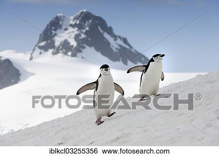 Stock Photograph - "Chinstrap Penguins (Pygoscelis antarctica), walking over on snow-covered slope, Halfmoon Island, Sudliche Shetlandinseln, Antarctica". Fotosearch