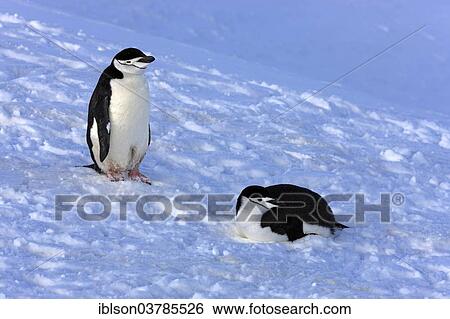 "Chinstrap penguins (Pygoscelis antarctica) pair, Brown Bluff, Antarctica" View Large Photo Image Stock Photograph - "Chinstrap penguins (Pygoscelis antarctica) pair, Brown Bluff, Antarctica". Fotosearch