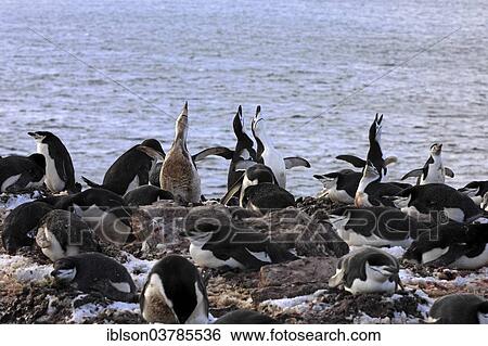 "Chinstrap penguins (Pygoscelis antarctica), adult, breeding colony, Brown Bluff, Antarctica" View Large Photo Image Stock Photograph - "Chinstrap penguins (Pygoscelis antarctica), adult, breeding colony, Brown Bluff, Antarctica". Fotosearch