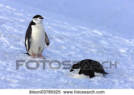 Stock Photography - "Chinstrap penguins (Pygoscelis antarctica) pair, Brown Bluff, Antarctica". Fotosearch