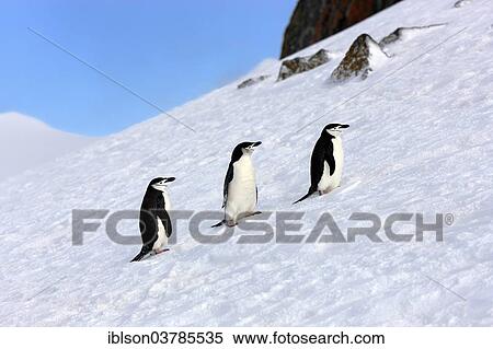 "Chinstrap penguins (Pygoscelis antarctica), adult, Brown Bluff, Antarctica" View Large Photo Image Stock Photography - "Chinstrap penguins (Pygoscelis antarctica), adult, Brown Bluff, Antarctica". Fotosearch