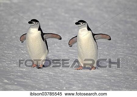 "Chinstrap penguins (Pygoscelis antarctica) pair, Brown Bluff, Antarctica" View Large Photo Image Stock Photography - "Chinstrap penguins (Pygoscelis antarctica) pair, Brown Bluff, Antarctica". Fotosearch