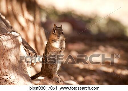 Stock Image - "Chipmunk (Tamias sp. ), Bryce Canyon National Park, Utah, United States, North America". Fotosearch