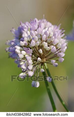 "Chives (Allium montanum, Allium senescens subsp. Montanum), inflorescence, Germany, Europe" View Large Photo Image Stock Image - "Chives (Allium montanum, Allium senescens subsp. Montanum), inflorescence, Germany, Europe". Fotosearch
