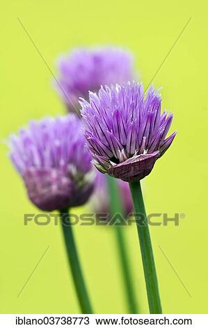 Stock Image - "Chives (Allium schoenoprasum), flowering, Burgenland, Austria, Europe". Fotosearch