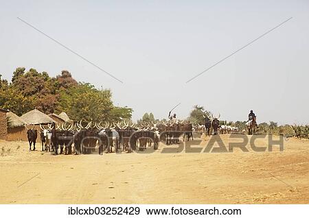 Stock Photo - "Choa Arabs driving their herd of Zebu cattle through a swarm of dragonflies, Maga Dam, Maga, Far North, Cameroon, Africa". Fotosearch