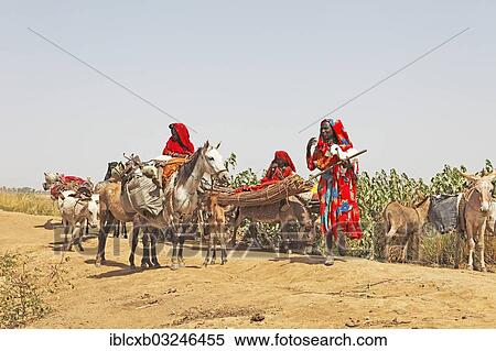 Stock Photography - "Choa nomads with donkeys and horses at Maga Dam, Maga Dam, Far North, Cameroon, Africa". Fotosearch
