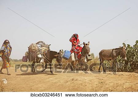 "Choa nomads with donkeys at Maga Dam, Maga Dam, Far North, Cameroon, Africa" View Large Photo Image Stock Image - "Choa nomads with donkeys at Maga Dam, Maga Dam, Far North, Cameroon, Africa". Fotosearch