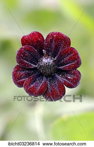 "Chocolate Cosmos or Black Cosmos (Cosmos atrosanguineus), flower, North Rhine-Westphalia, Germany, Europe" View Large Photo Image Picture - "Chocolate Cosmos or Black Cosmos (Cosmos atrosanguineus), flower, North Rhine-Westphalia, Germany, Europe". Fotosearch