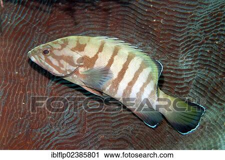 "Chocolate Grouper (Cephalopholis boenak), adult, swimming beside coral, Farondi Island, Raja Ampat Islands, Four Kings, West Papua, New Guinea, Indonesia, Southeast Asia, Asia" View Large Photo Image Stock Image - "Chocolate Grouper (Cephalopholis boenak), adult, swimming beside coral, Farondi Island, Raja Ampat Islands, Four Kings, West Papua, New Guinea, Indonesia, Southeast Asia, Asia". Fotosearch