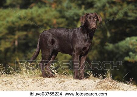 "Chocolate Labrador Retriever, female, five months, Germany, Europe" View Large Photo Image Picture - "Chocolate Labrador Retriever, female, five months, Germany, Europe". Fotosearch