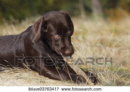 "Chocolate Labrador Retriever, female, five months, chewing on a stick, Germany, Europe" View Large Photo Image Stock Photo - "Chocolate Labrador Retriever, female, five months, chewing on a stick, Germany, Europe". Fotosearch