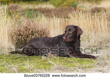 "Chocolate Labrador Retriever, female, five months, Germany, Europe" View Large Photo Image Stock Photo - "Chocolate Labrador Retriever, female, five months, Germany, Europe". Fotosearch