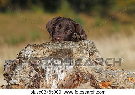"Chocolate Labrador Retriever, female, five months, looking out from behind a tree stump, Germany, Europe" View Large Photo Image Stock Photo - "Chocolate Labrador Retriever, female, five months, looking out from behind a tree stump, Germany, Europe". Fotosearch
