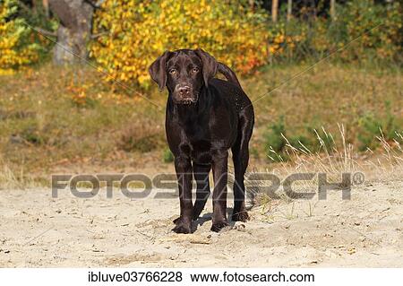 "Chocolate Labrador Retriever, female, five months, Germany, Europe" View Large Photo Image Stock Photo - "Chocolate Labrador Retriever, female, five months, Germany, Europe". Fotosearch