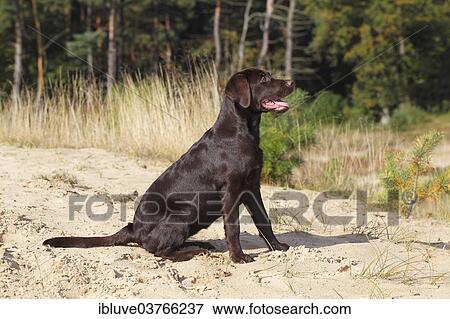 "Chocolate Labrador Retriever, female, five months, Germany, Europe" View Large Photo Image Stock Photo - "Chocolate Labrador Retriever, female, five months, Germany, Europe". Fotosearch