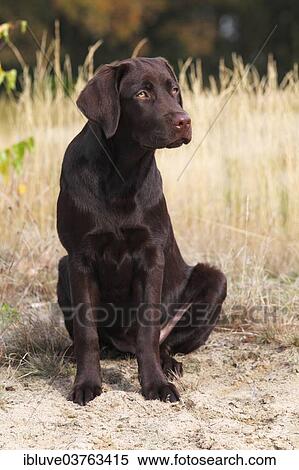 "Chocolate Labrador Retriever, female, five months, Germany, Europe" View Large Photo Image Stock Photography - "Chocolate Labrador Retriever, female, five months, Germany, Europe". Fotosearch