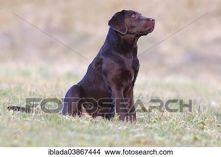 "Chocolate Labrador Retriever, male dog sitting in the grass, Germany, Europe" View Large Photo Image Picture - "Chocolate Labrador Retriever, male dog sitting in the grass, Germany, Europe". Fotosearch