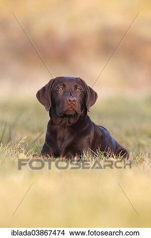 "Chocolate Labrador Retriever, male dog lying in the grass, Germany, Europe" View Large Photo Image Picture - "Chocolate Labrador Retriever, male dog lying in the grass, Germany, Europe". Fotosearch