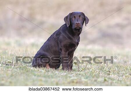 "Chocolate Labrador Retriever, male dog sitting in the grass, Germany, Europe" View Large Photo Image Stock Image - "Chocolate Labrador Retriever, male dog sitting in the grass, Germany, Europe". Fotosearch