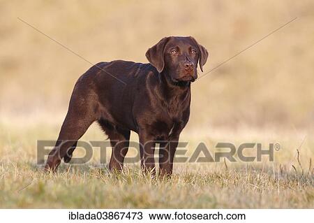 "Chocolate Labrador Retriever, male dog standing in the grass, Germany, Europe" View Large Photo Image Stock Image - "Chocolate Labrador Retriever, male dog standing in the grass, Germany, Europe". Fotosearch