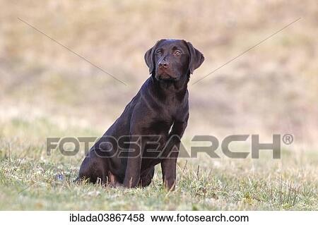 Stock Photo - "Chocolate Labrador Retriever, male dog sitting in the grass, Germany, Europe". Fotosearch
