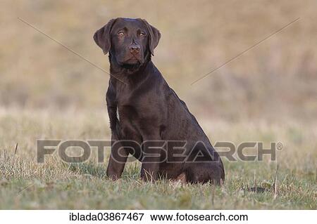"Chocolate Labrador Retriever, male dog sitting in the grass, Germany, Europe" View Large Photo Image Stock Photo - "Chocolate Labrador Retriever, male dog sitting in the grass, Germany, Europe". Fotosearch