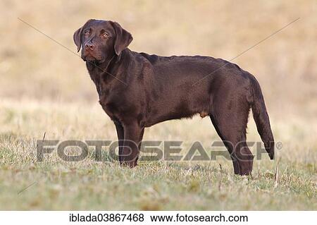 "Chocolate Labrador Retriever, male dog standing in the grass, Germany, Europe" View Large Photo Image Stock Photo - "Chocolate Labrador Retriever, male dog standing in the grass, Germany, Europe". Fotosearch