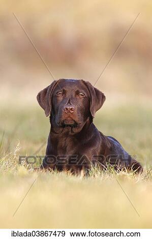 "Chocolate Labrador Retriever, male dog lying in the grass, Germany, Europe" View Large Photo Image Stock Photo - "Chocolate Labrador Retriever, male dog lying in the grass, Germany, Europe". Fotosearch