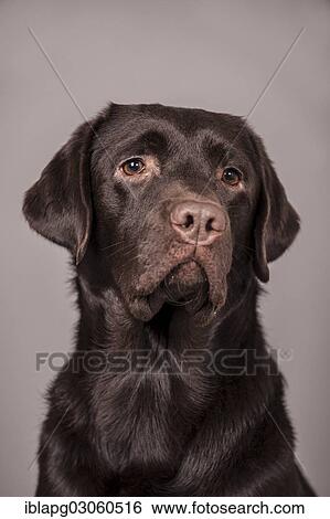 "Chocolate Labrador Retriever, portrait" View Large Photo Image Stock Photograph - "Chocolate Labrador Retriever, portrait". Fotosearch