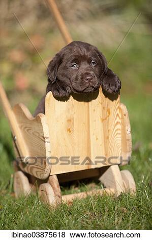Chocolate Labrador Retriever puppy in a small wooden cart View Large Photo Image Stock Photo - Chocolate Labrador Retriever puppy in a small wooden cart. Fotosearch