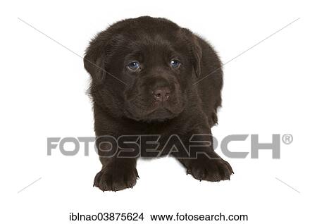 Chocolate Labrador Retriever puppy View Large Photo Image Picture - Chocolate Labrador Retriever puppy. Fotosearch